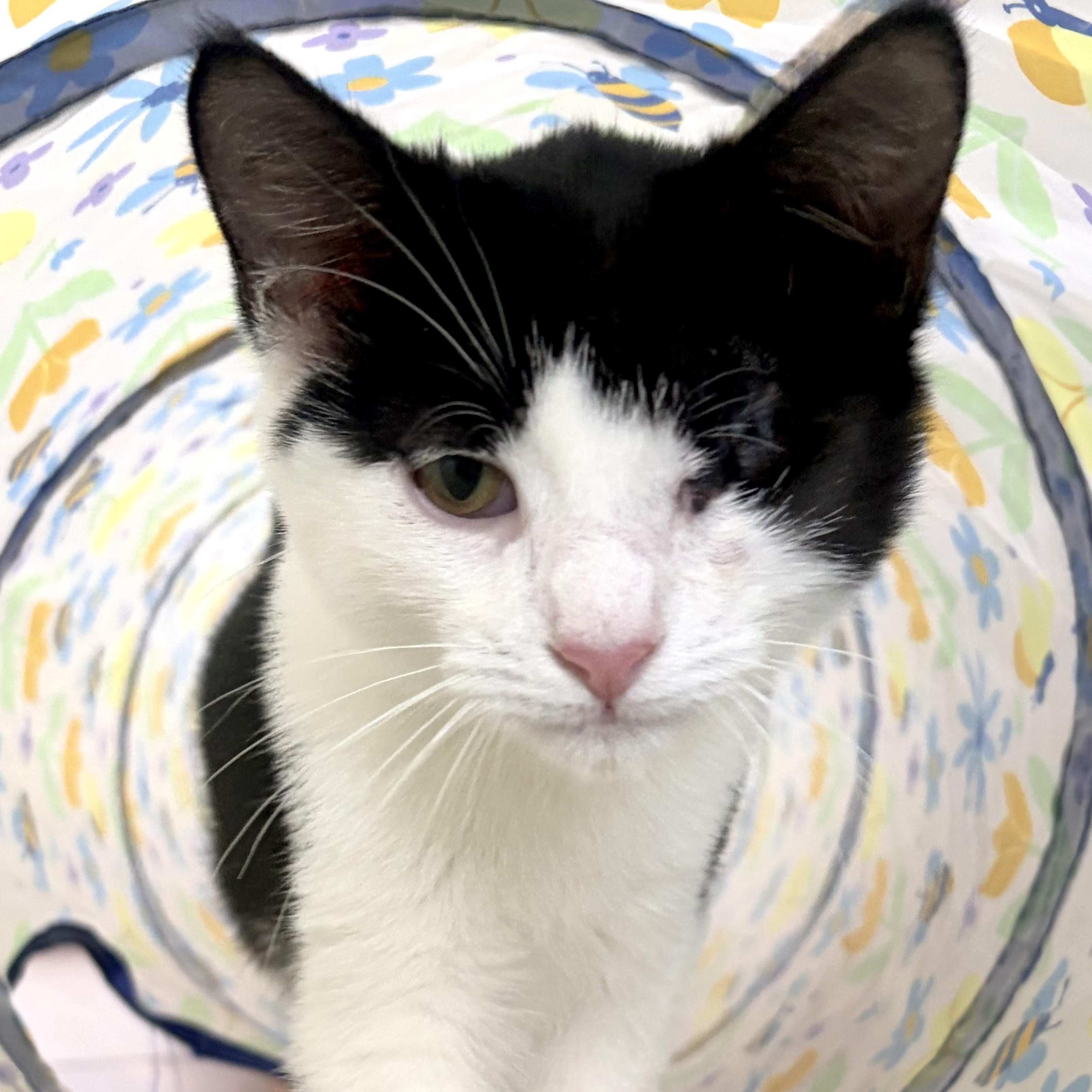 Enlarge Plankton, a Adoptable Domestic Short Hair in Scranton, PA image 2/6