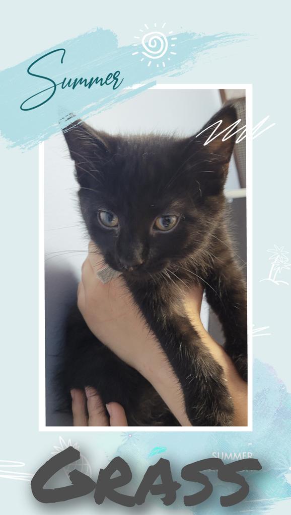 Enlarge Grass, a Adoptable Domestic Short Hair in Utica, MI image 1/1