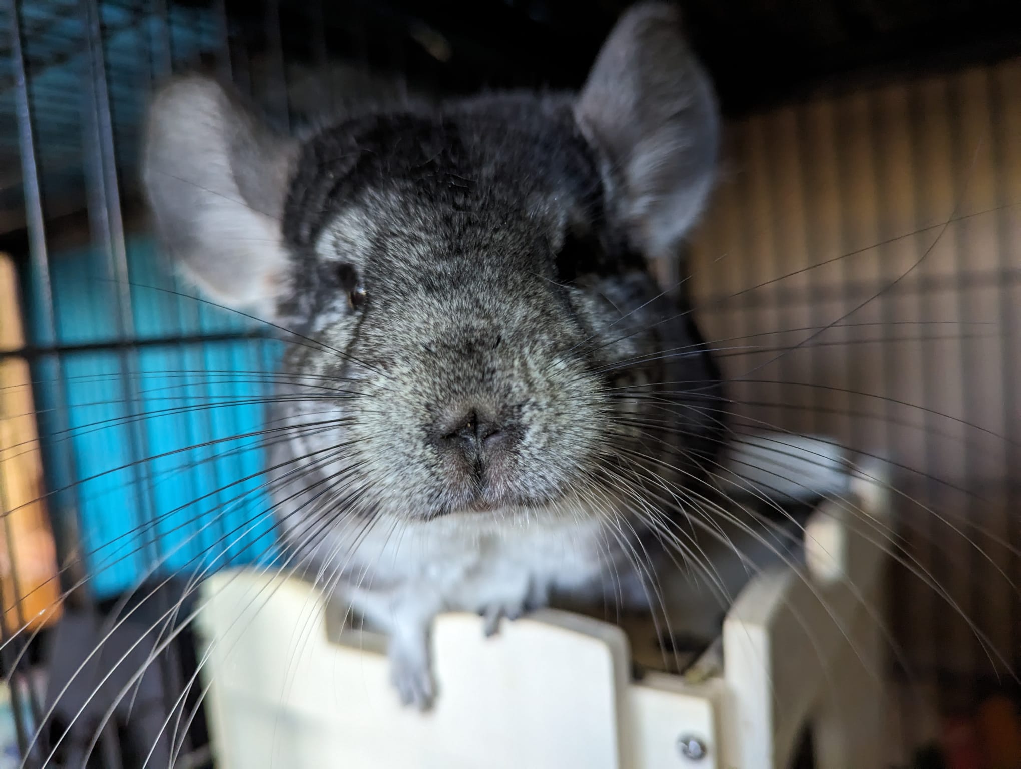 Oreo, a Adoptable Chinchilla in Fountain Valley, CA image 1/5