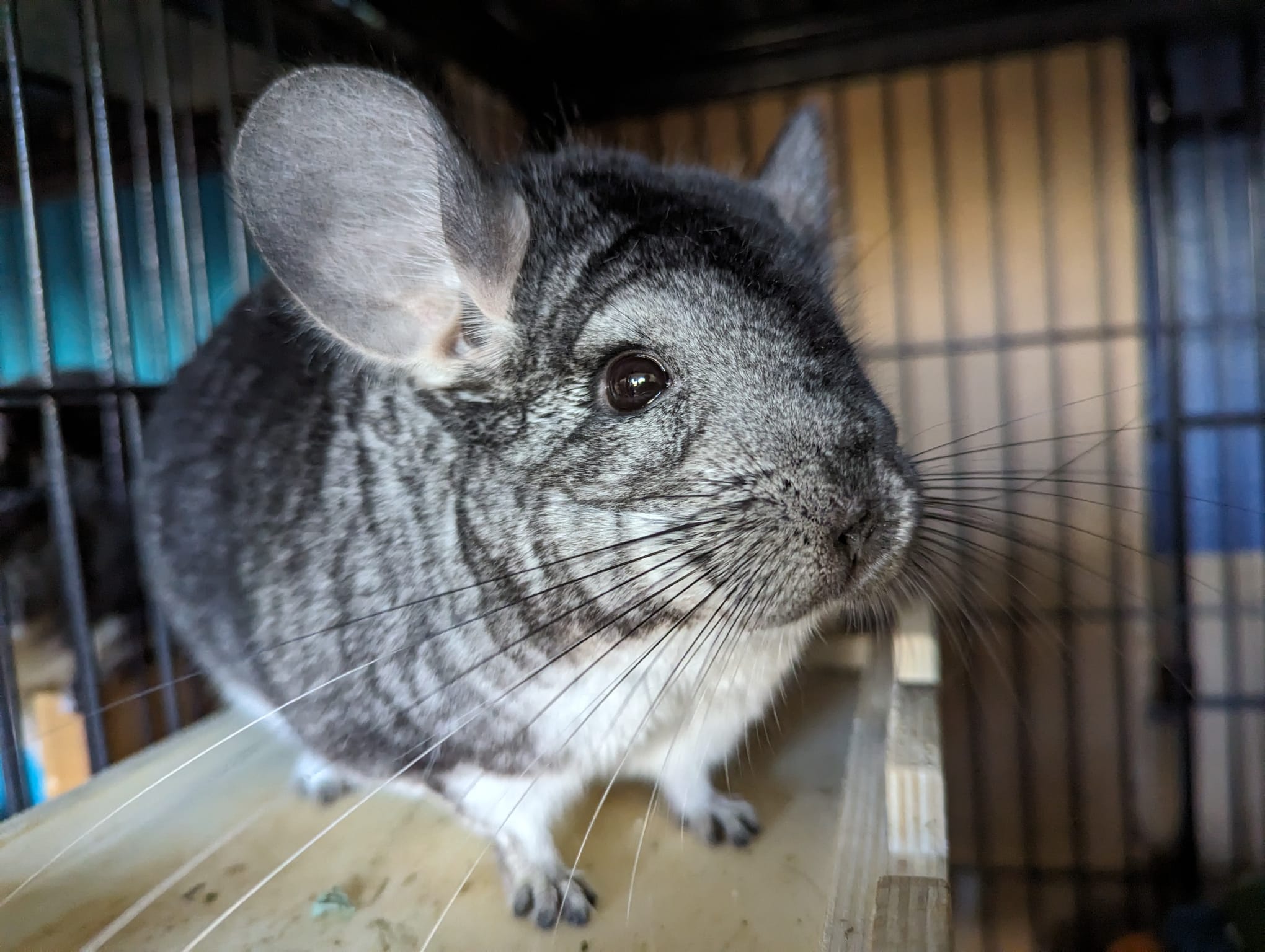 Oreo, a Adoptable Chinchilla in Fountain Valley, CA image 2/5