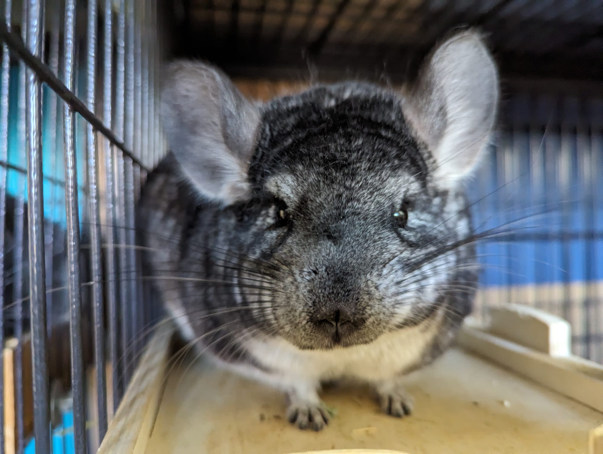 Oreo, a Adoptable Chinchilla in Fountain Valley, CA image 3/5