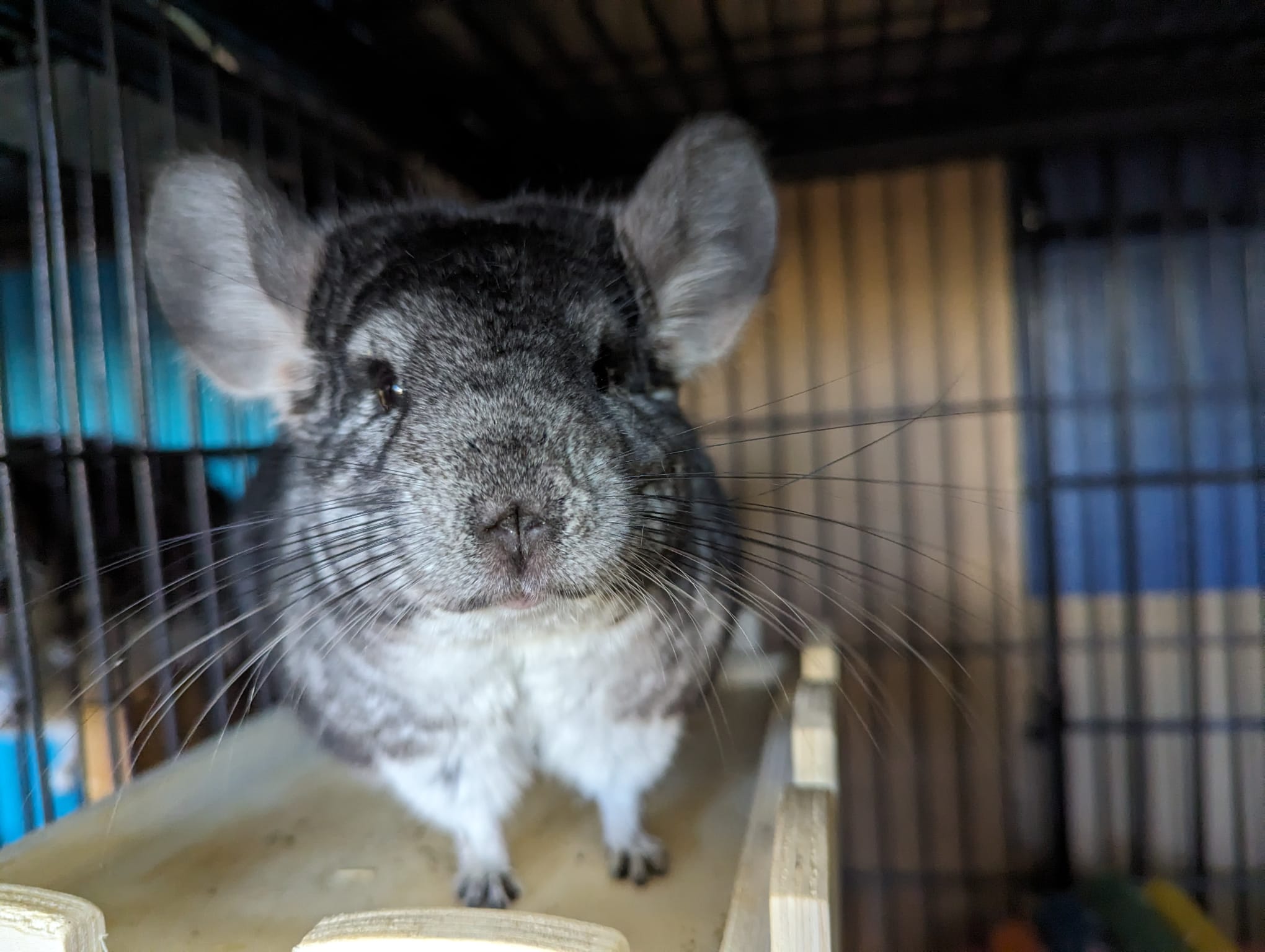Oreo, a Adoptable Chinchilla in Fountain Valley, CA image 4/5