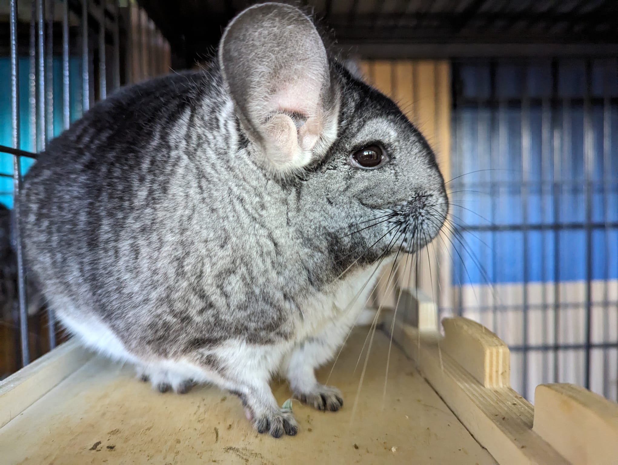 Oreo, a Adoptable Chinchilla in Fountain Valley, CA image 5/5