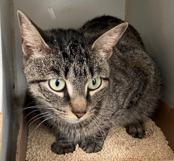 Willow, Adoptable, Adult Female Domestic Short Hair.