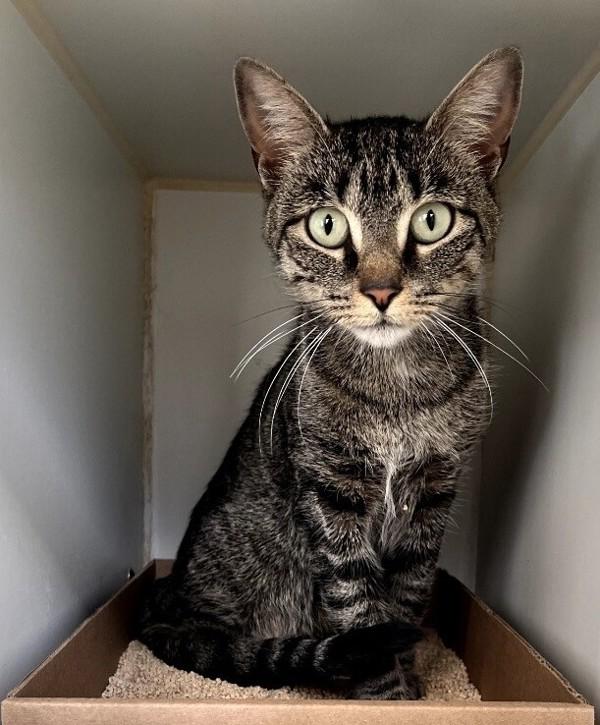 Enlarge Willow, a Adoptable mixed breed in Staten Island, NY image 2/4