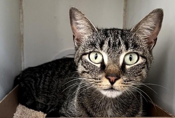 Enlarge Willow, a Adoptable mixed breed in Staten Island, NY image 3/4