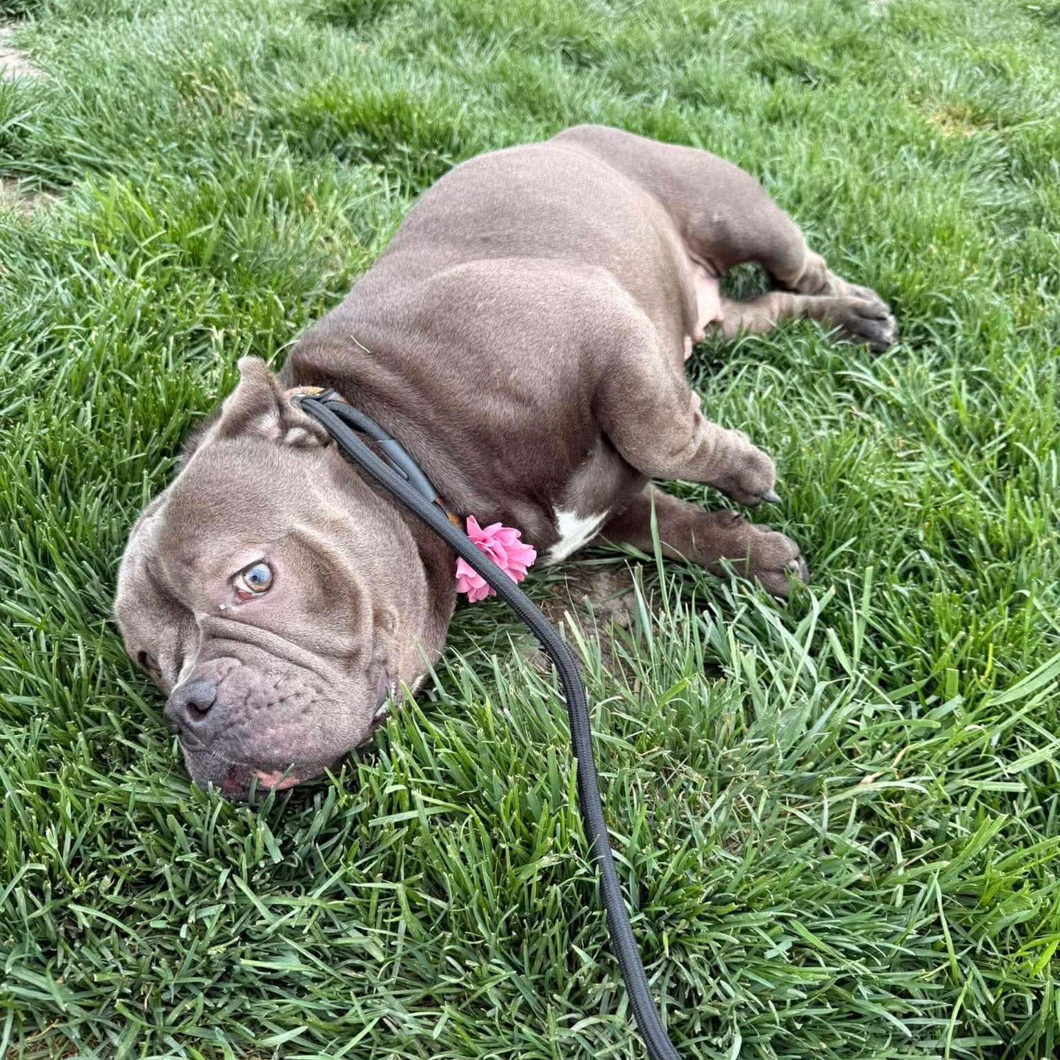 Enlarge Opal, a ADOPTABLE Bulldog in Minooka, IL image 3/3