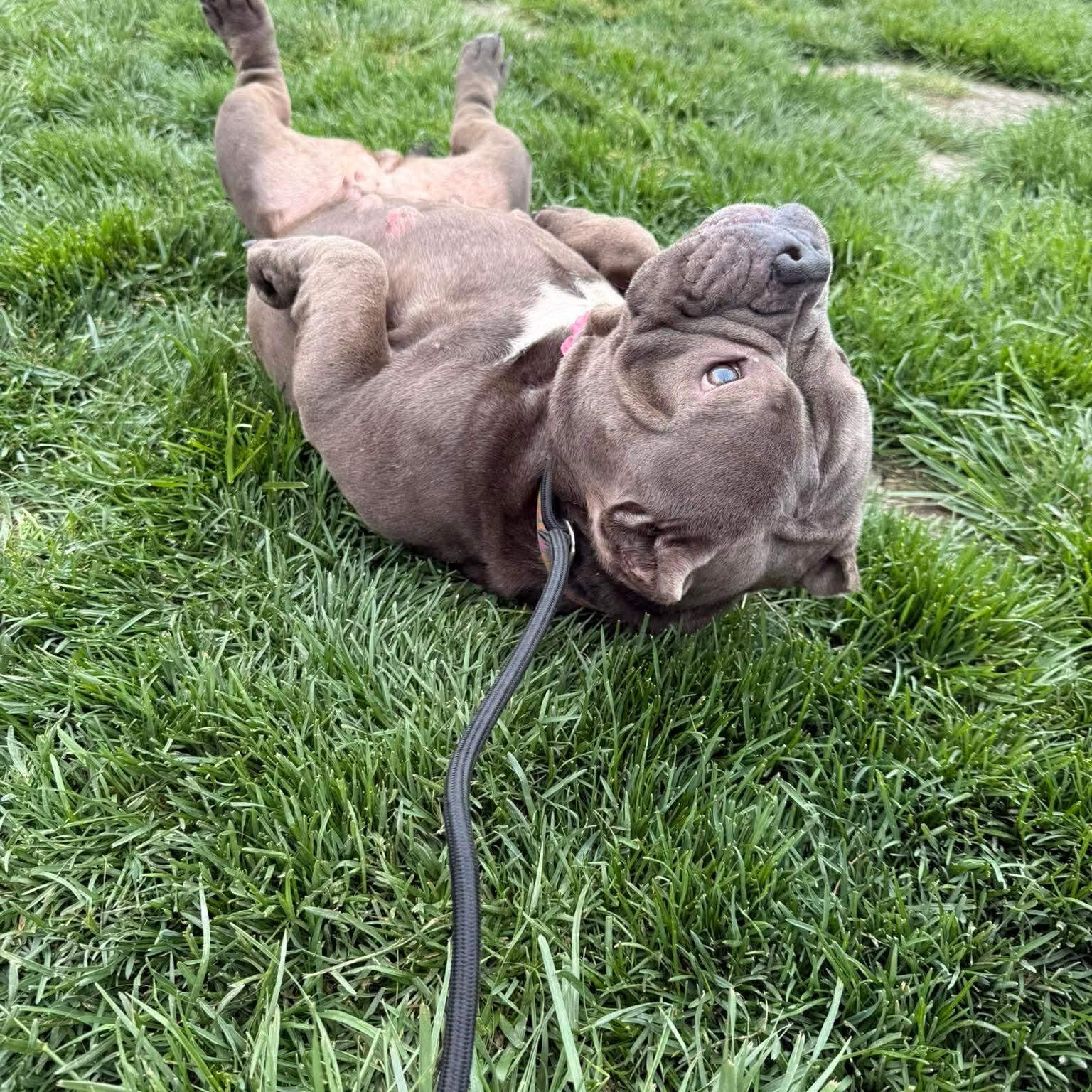 Enlarge Opal, a ADOPTABLE Bulldog in Minooka, IL image 2/3