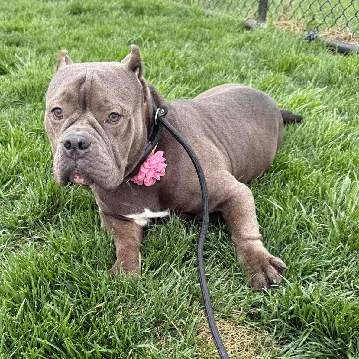 Enlarge Opal, a ADOPTABLE Bulldog in Minooka, IL image 1/3