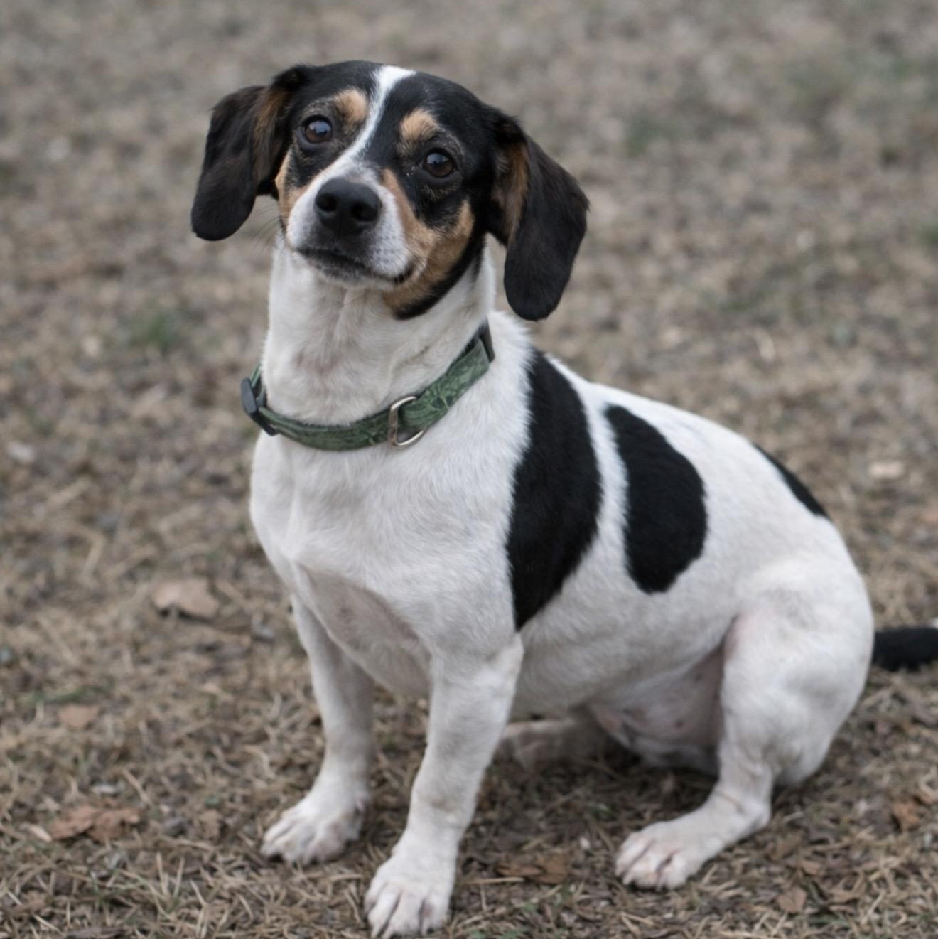 Bunny , ADOPTABLE, Adult Female Chihuahua.