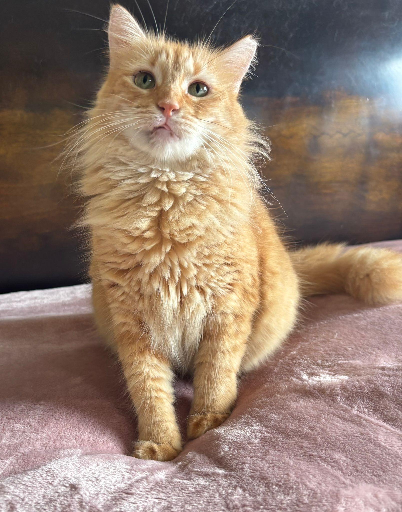 Enlarge Marina, a Adoptable Domestic Medium Hair in Berlin, CT image 2/6