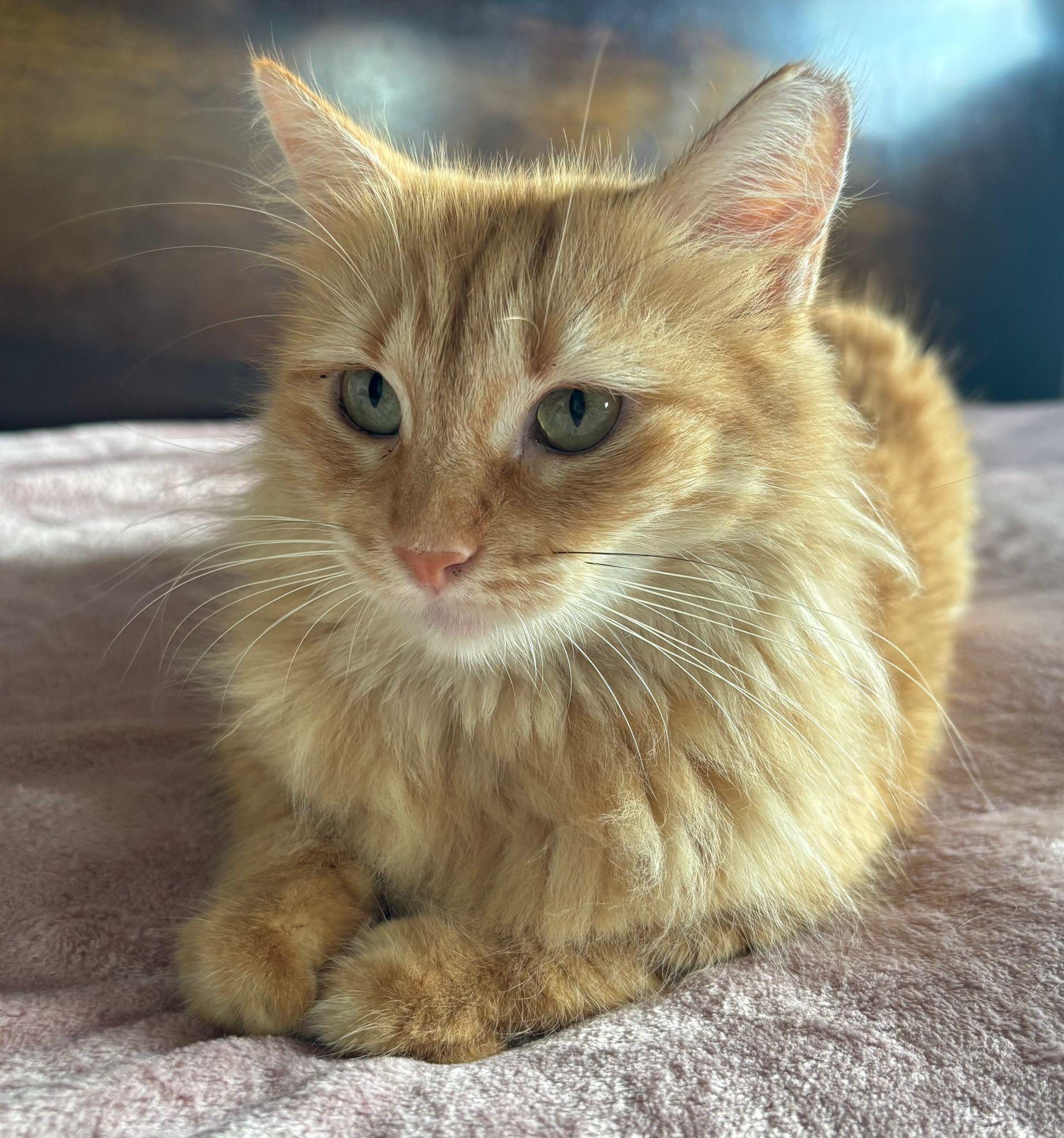 Marina, Adoptable, Young Female Domestic Medium Hair.