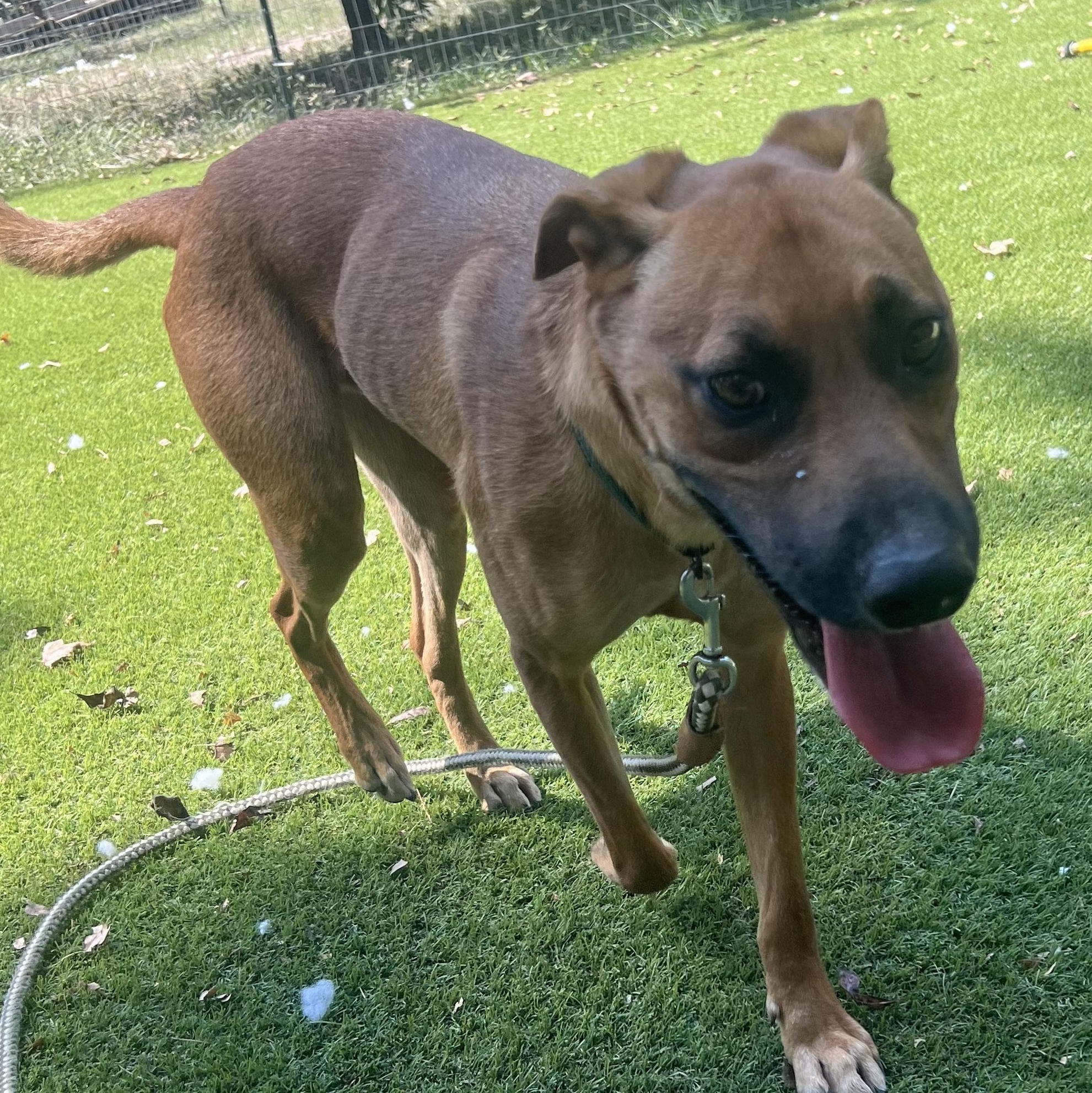 Enlarge Draco, a Adoptable mixed breed in St Joseph, MI image 5/5