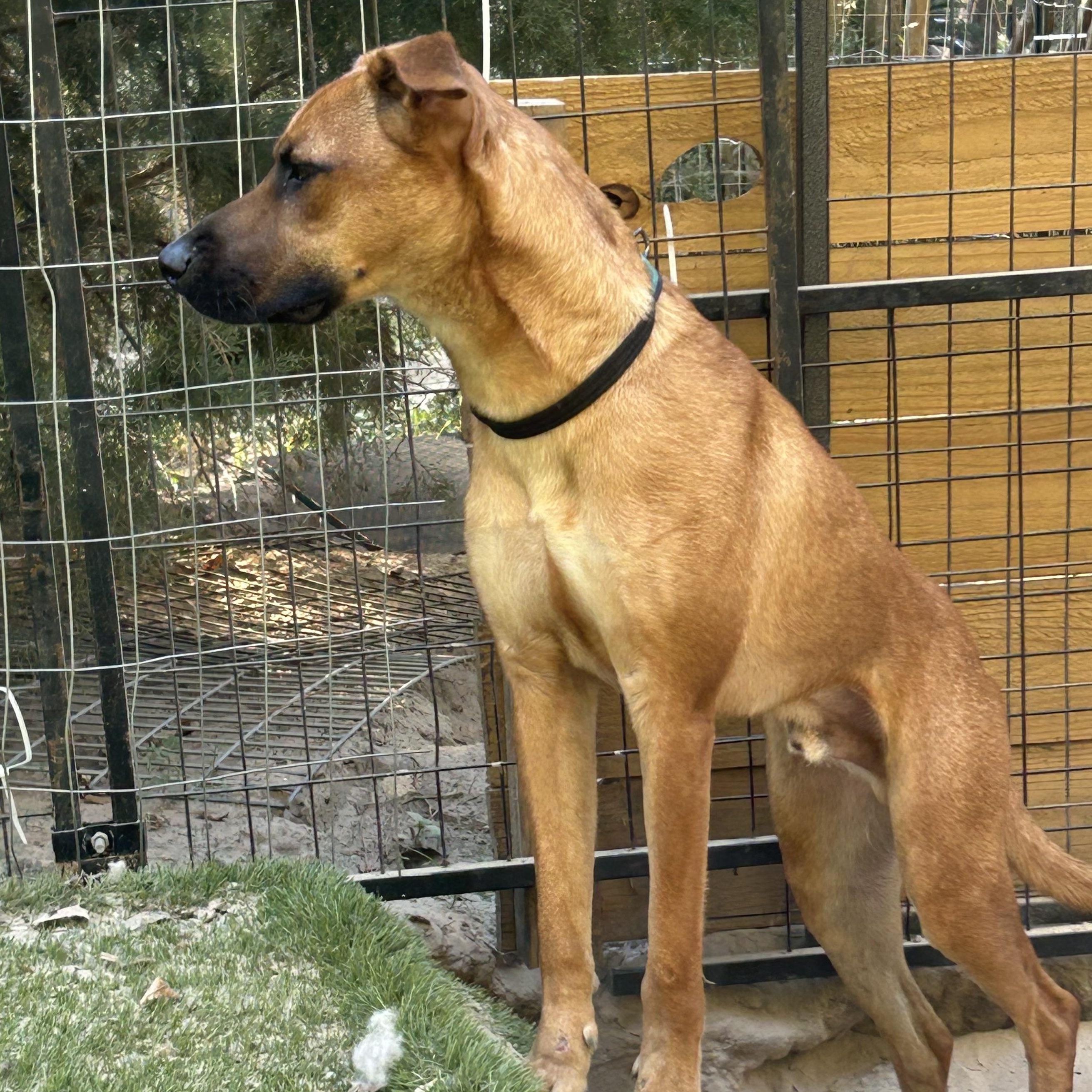 Enlarge Draco, a Adoptable mixed breed in St Joseph, MI image 4/5