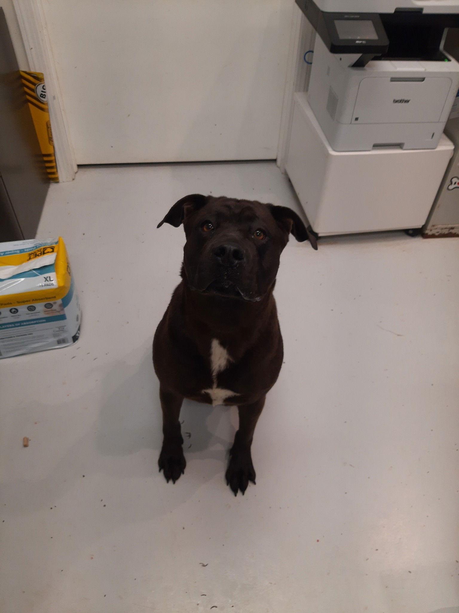 Kona, Adoptable, Adult Female Rottweiler & American Bulldog.