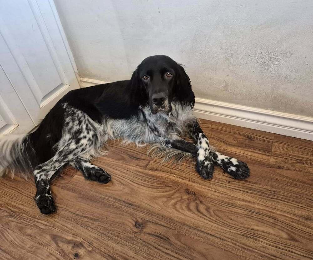 Available - Solo (located in the USA), a Adoptable English Setter in Long Beach, CA image 2/6