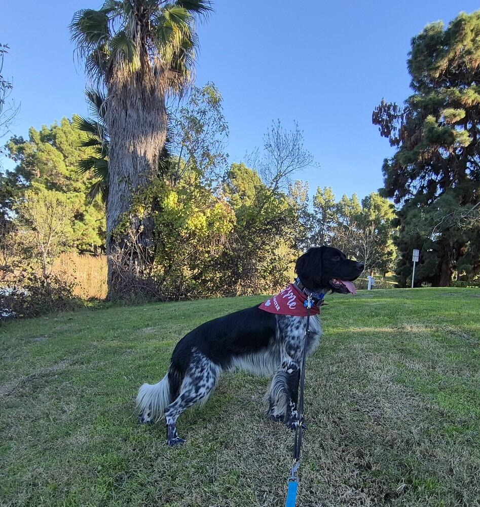 Available - Solo (located in the USA), a Adoptable English Setter in Long Beach, CA image 3/6