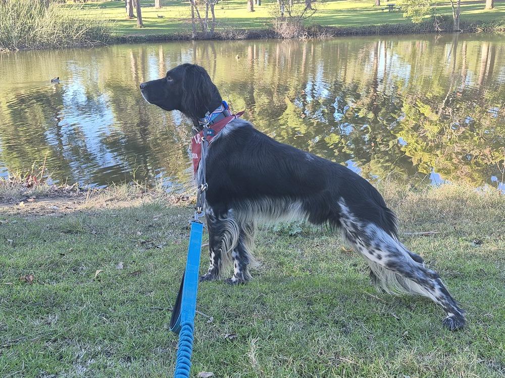 Available - Solo (located in the USA), a Adoptable English Setter in Long Beach, CA image 4/6