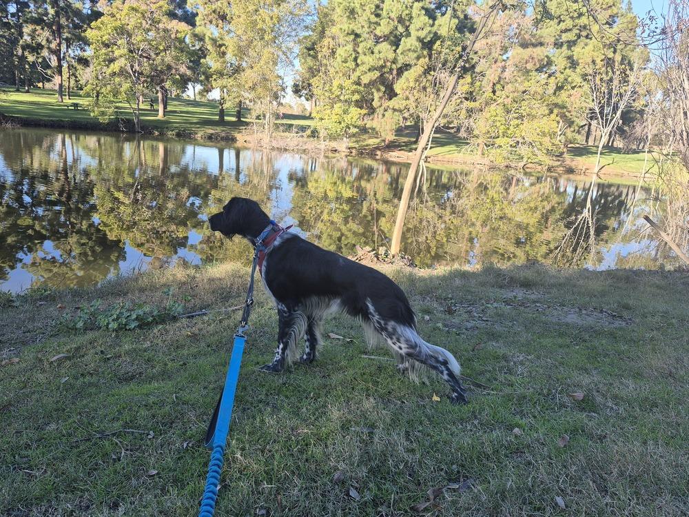 Available - Solo (located in the USA), a Adoptable English Setter in Long Beach, CA image 5/6