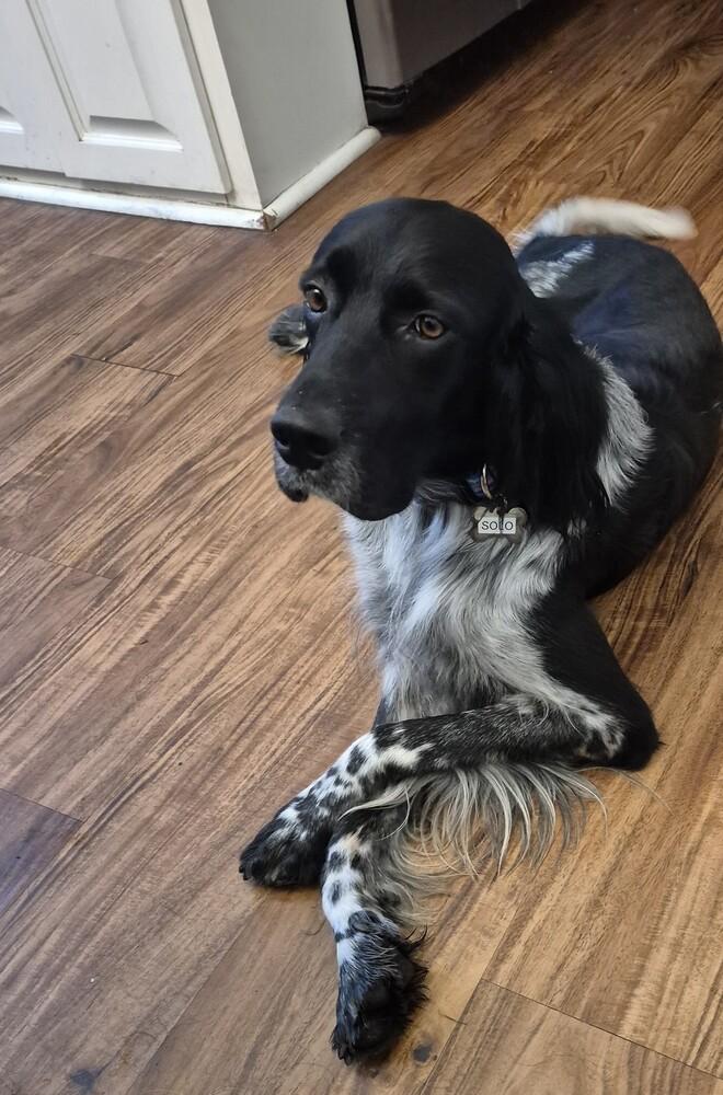 Available - Solo (located in the USA), a Adoptable English Setter in Long Beach, CA image 6/6