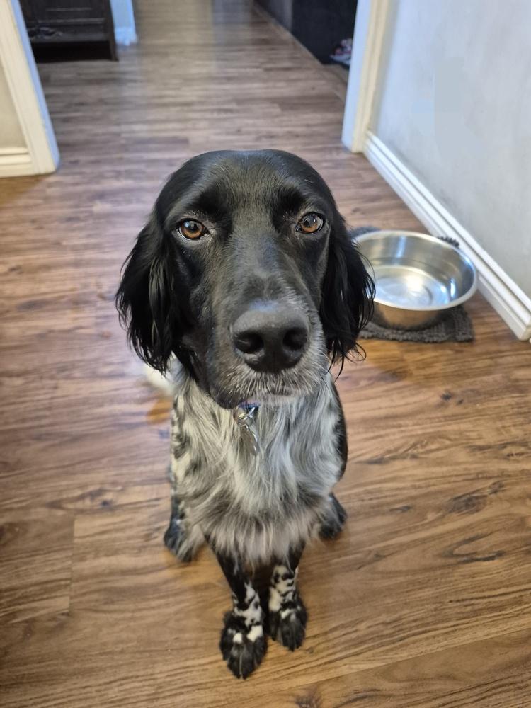 Pending Adoption - Solo (CA, USA), Adoptable, Young Male English Setter.