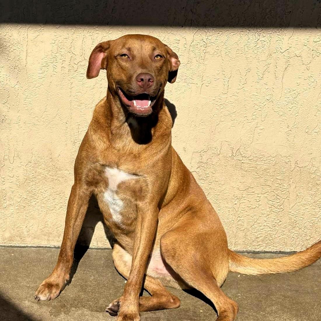 Enlarge CHASE, a Adoptable mixed breed in Largo, FL image 3/6