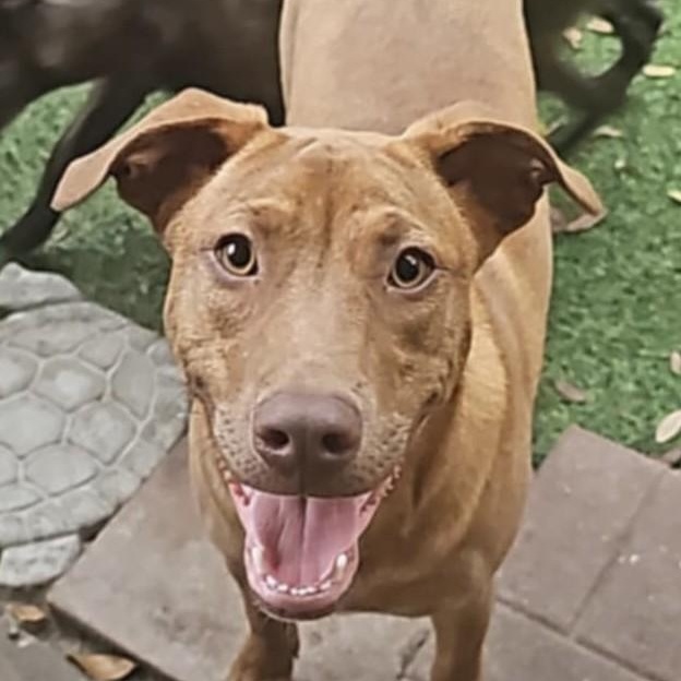 Enlarge CHASE, a Adoptable mixed breed in Largo, FL image 6/6