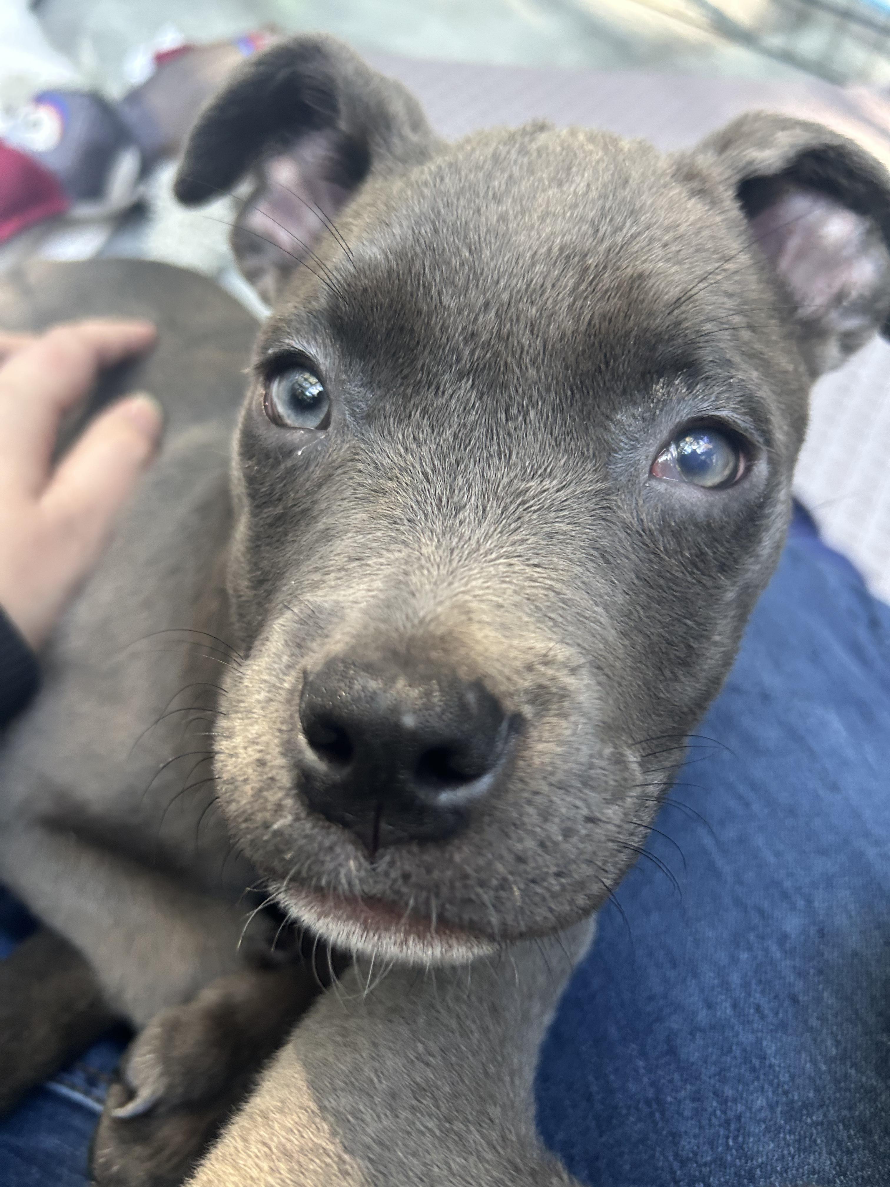 Faith- Beautiful Puppy