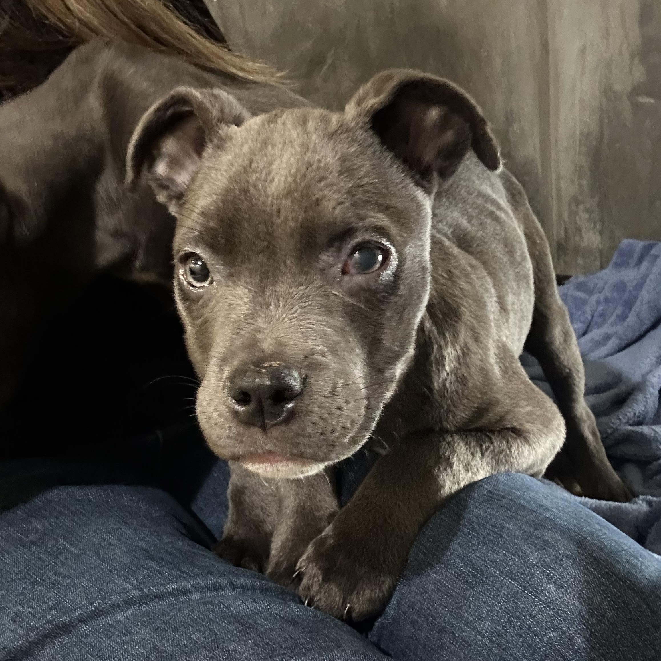 Faith- Beautiful Puppy