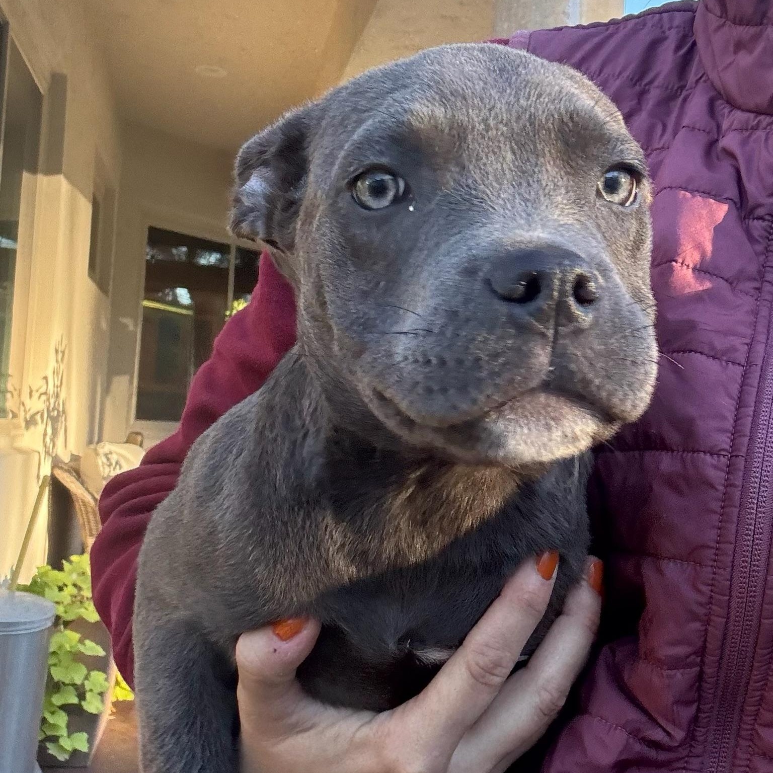 Faith- Beautiful Puppy