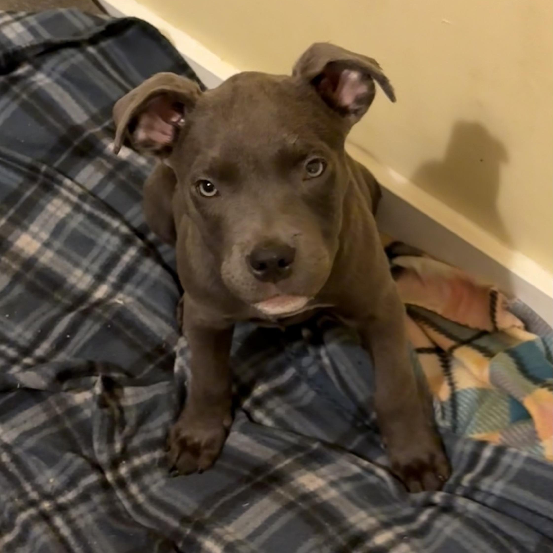 Faith- Beautiful Puppy