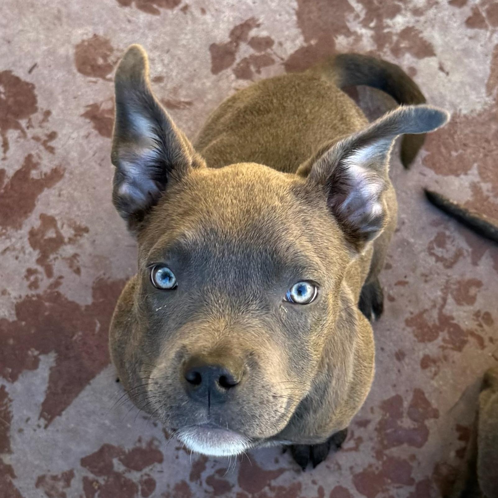 Faith- Beautiful Puppy