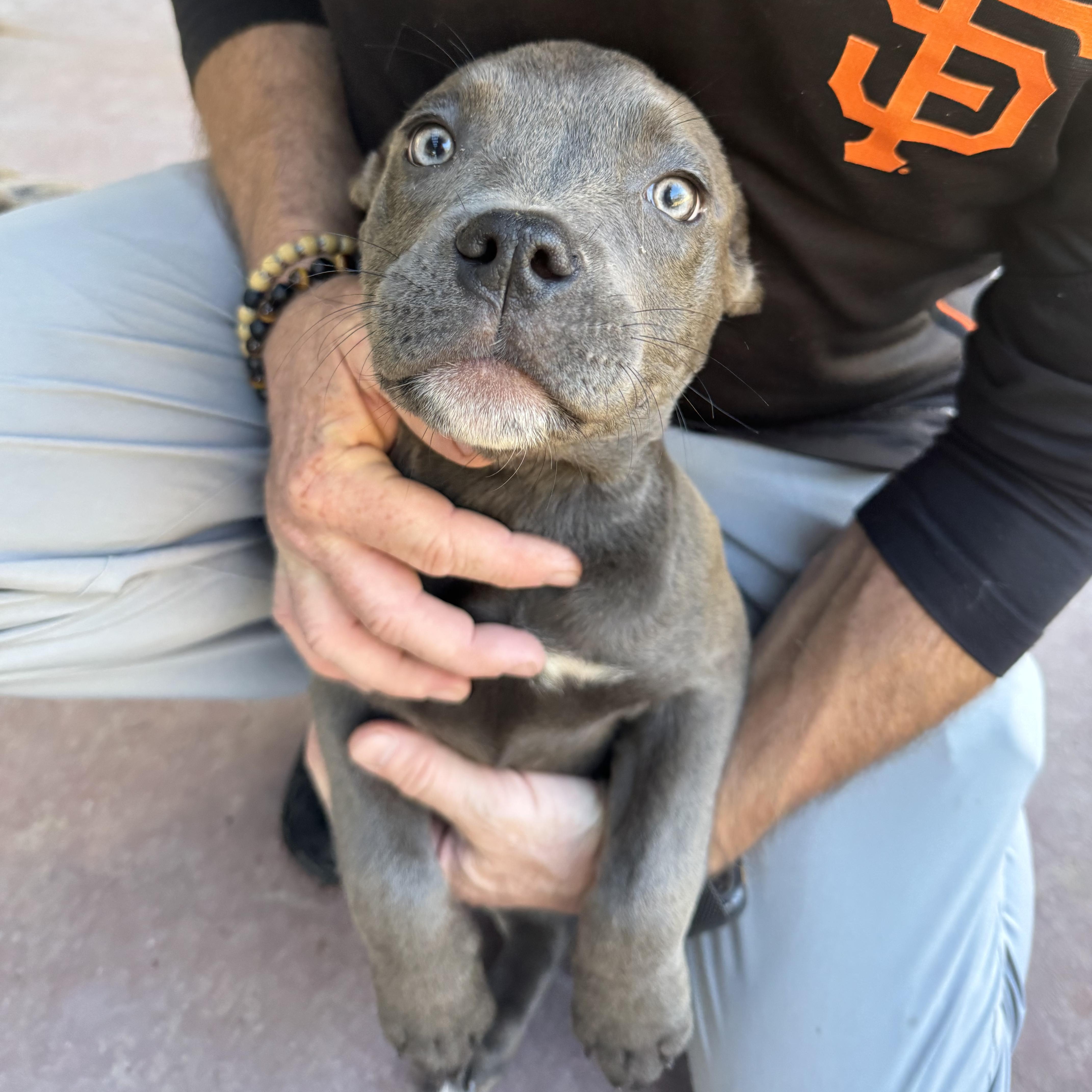 Faith- Beautiful Puppy