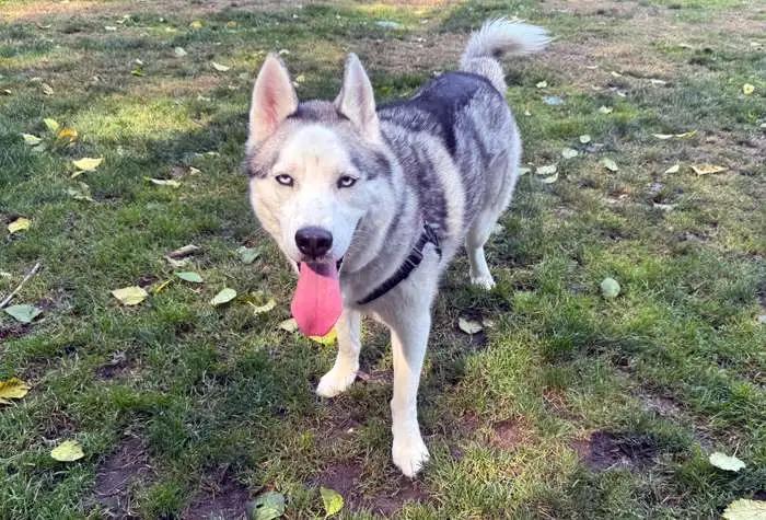 Enlarge Jack, a ADOPTABLE Husky in Coupeville, WA image 2/4