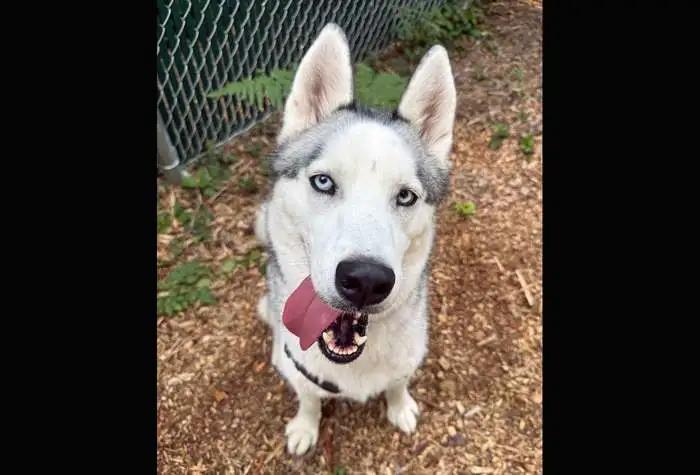Enlarge Jack, a ADOPTABLE Husky in Coupeville, WA image 1/4