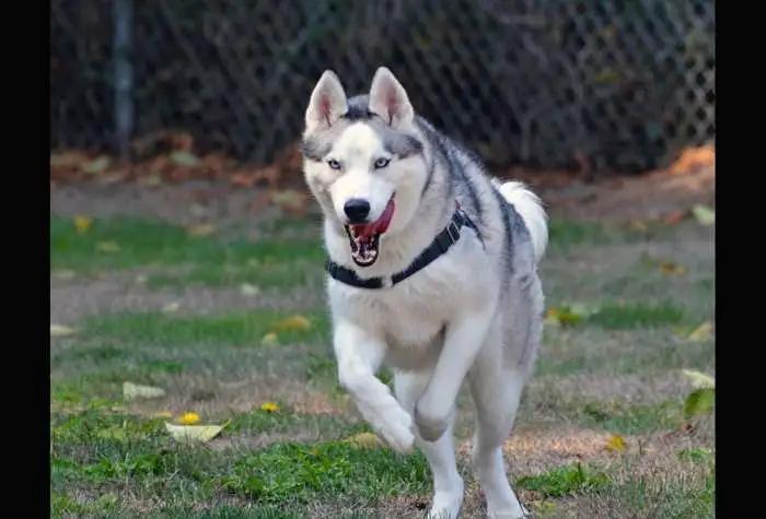 Enlarge Jack, a ADOPTABLE Husky in Coupeville, WA image 3/4