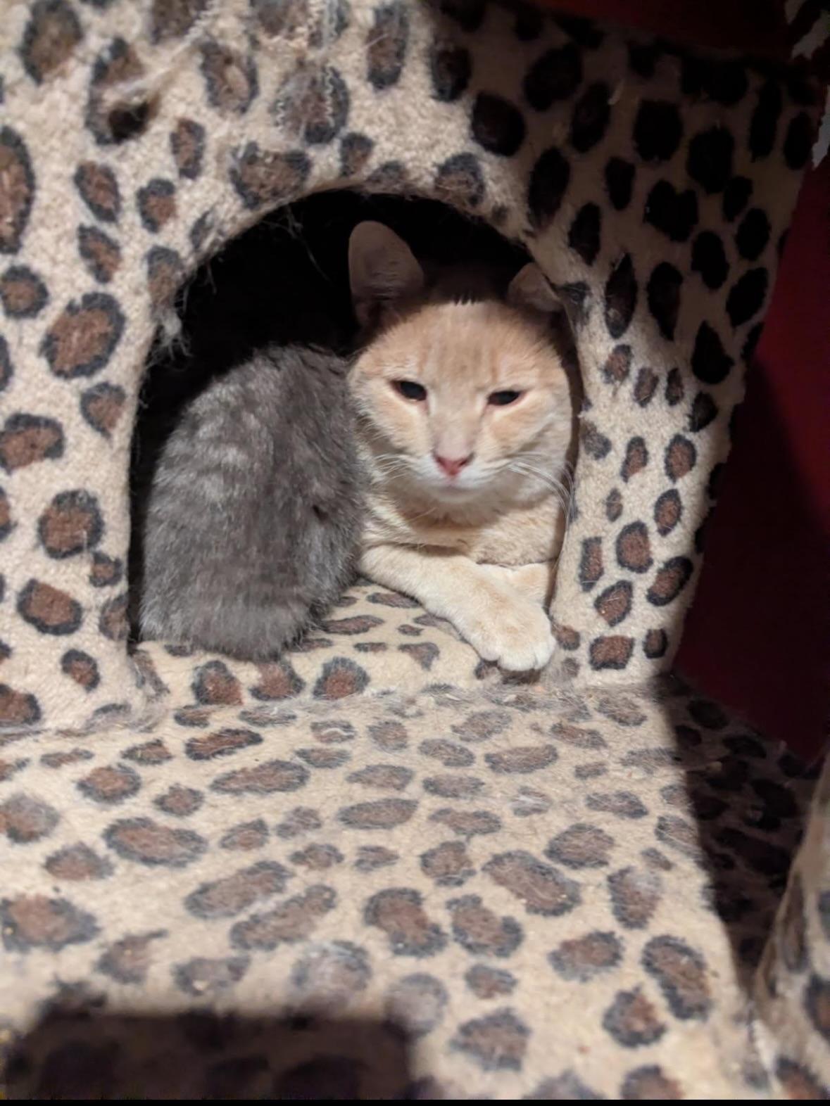 Cheeto *Bonded with CHKN NUGGET*, Adoptable, Adult Male American Shorthair.