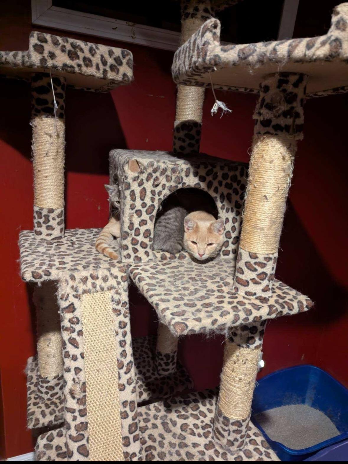 Enlarge Cheeto *Bonded with CHKN NUGGET*, a Adoptable American Shorthair in Rochester, NY image 4/5