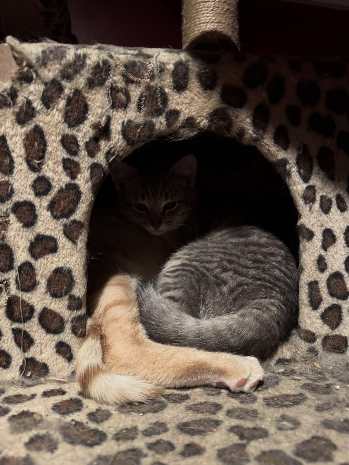 Enlarge Cheeto *Bonded with CHKN NUGGET*, a Adoptable American Shorthair in Rochester, NY image 5/5