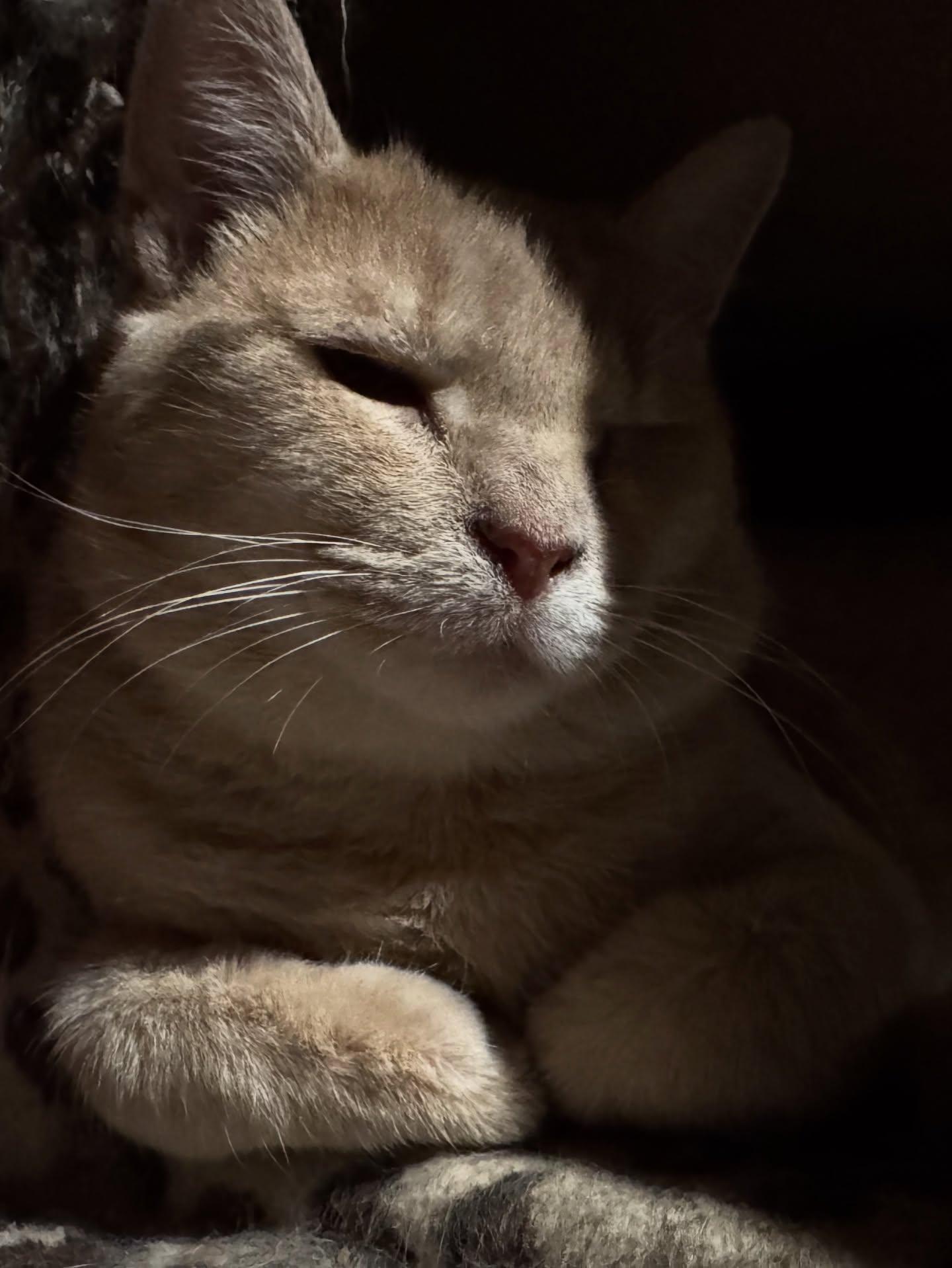 Cheeto, Adoptable, Adult Male American Shorthair.