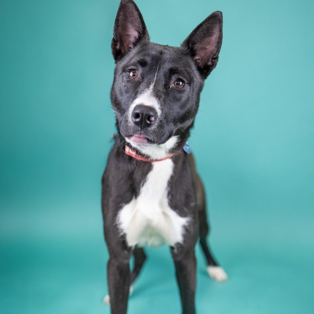 Ruby, Adoptable, Young Female Mixed Breed.