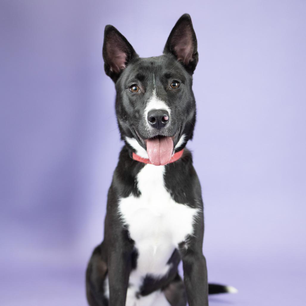 Enlarge Ruby, a Adoptable Mixed Breed in Portland, OR image 2/3