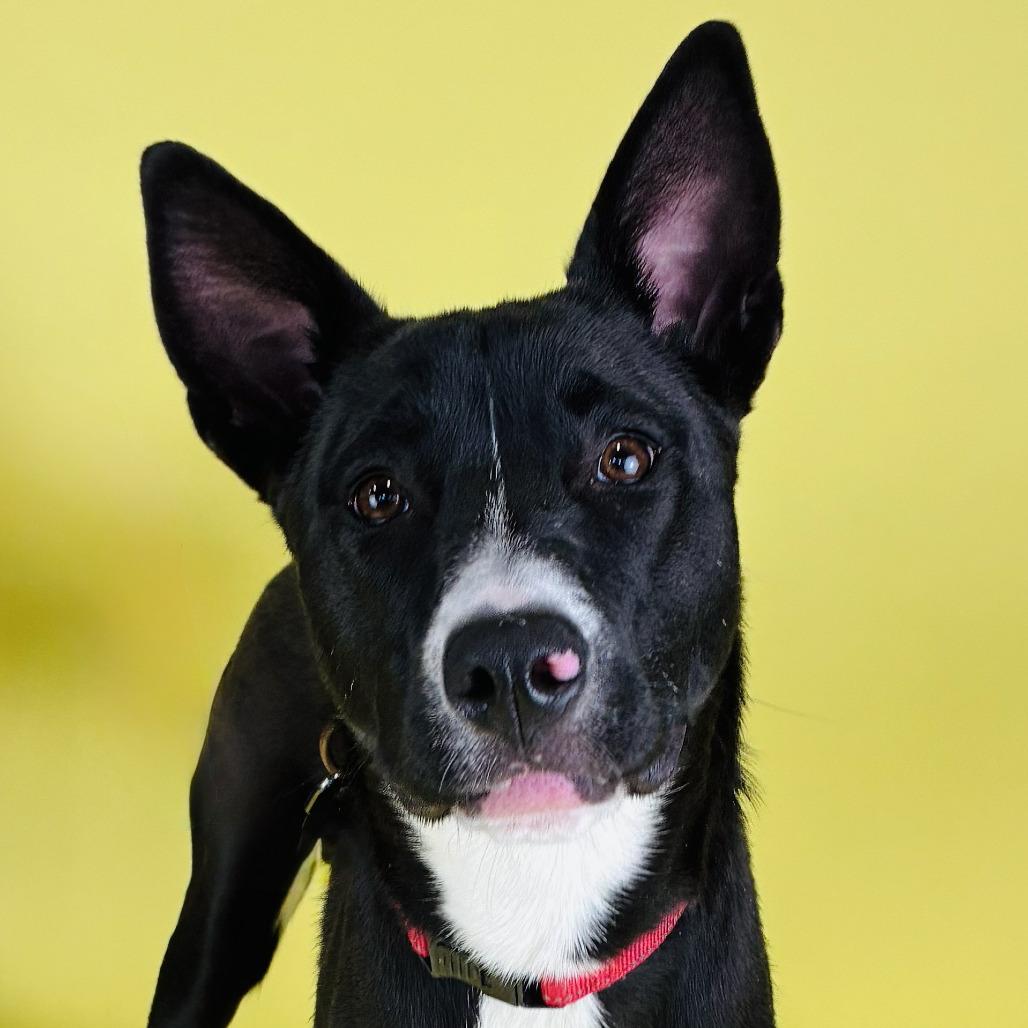 Enlarge Ruby, a Adoptable Mixed Breed in Portland, OR image 3/3