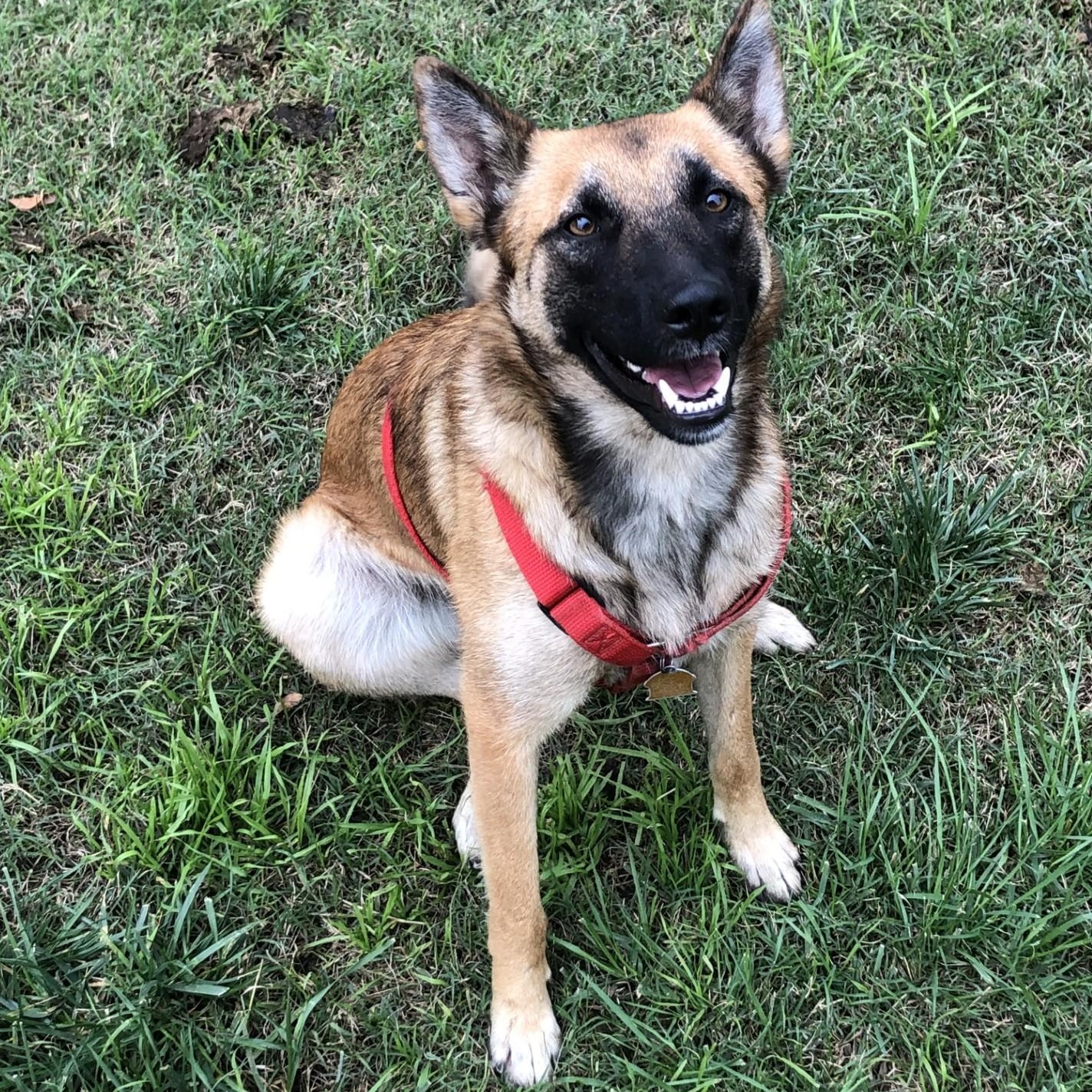 Enlarge Rosie, an adoptable mixed breed in modesto, CA image 5/6