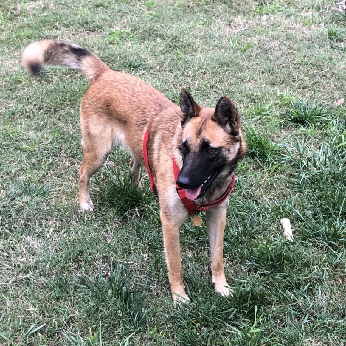 Enlarge Rosie, an adoptable mixed breed in modesto, CA image 2/6