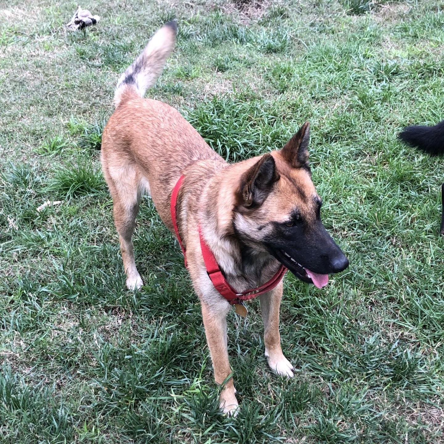 Enlarge Rosie, an adoptable mixed breed in modesto, CA image 4/6