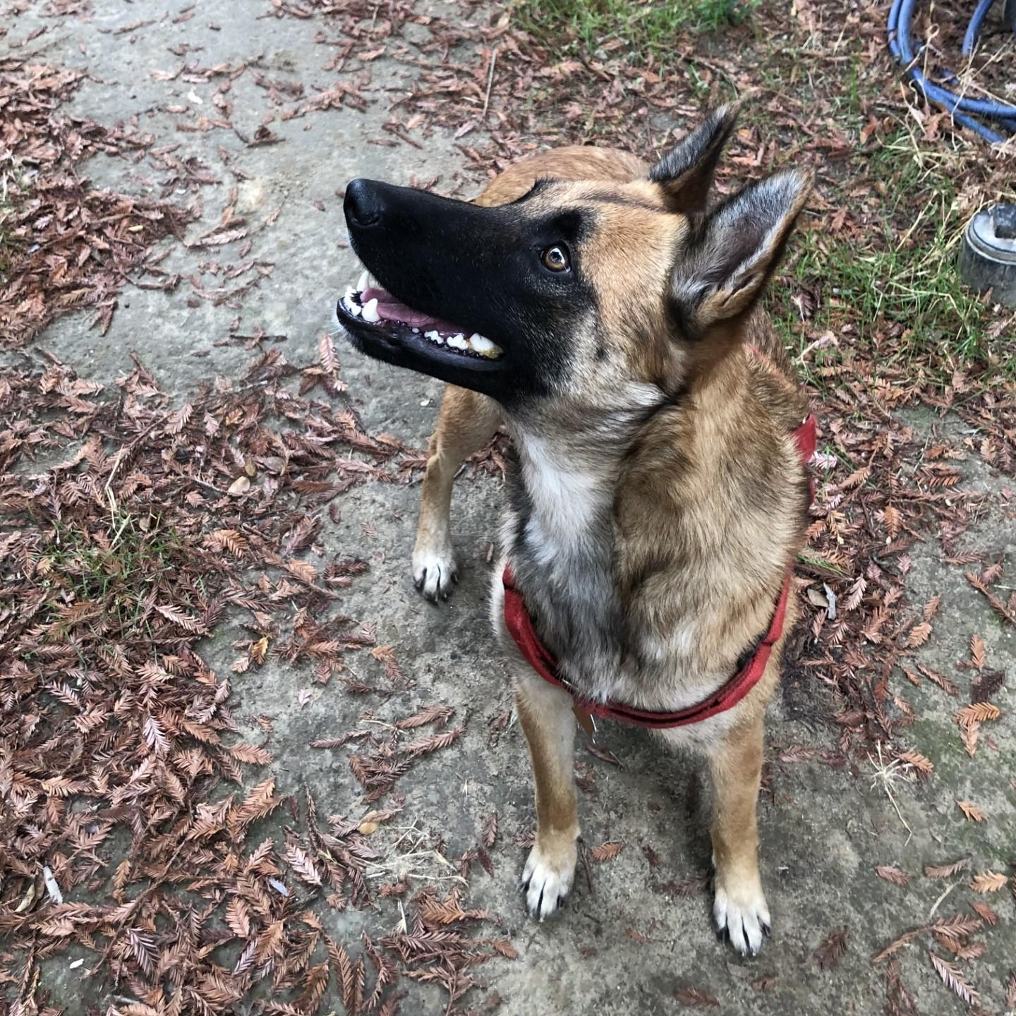 Enlarge Rosie, an adoptable mixed breed in modesto, CA image 3/6