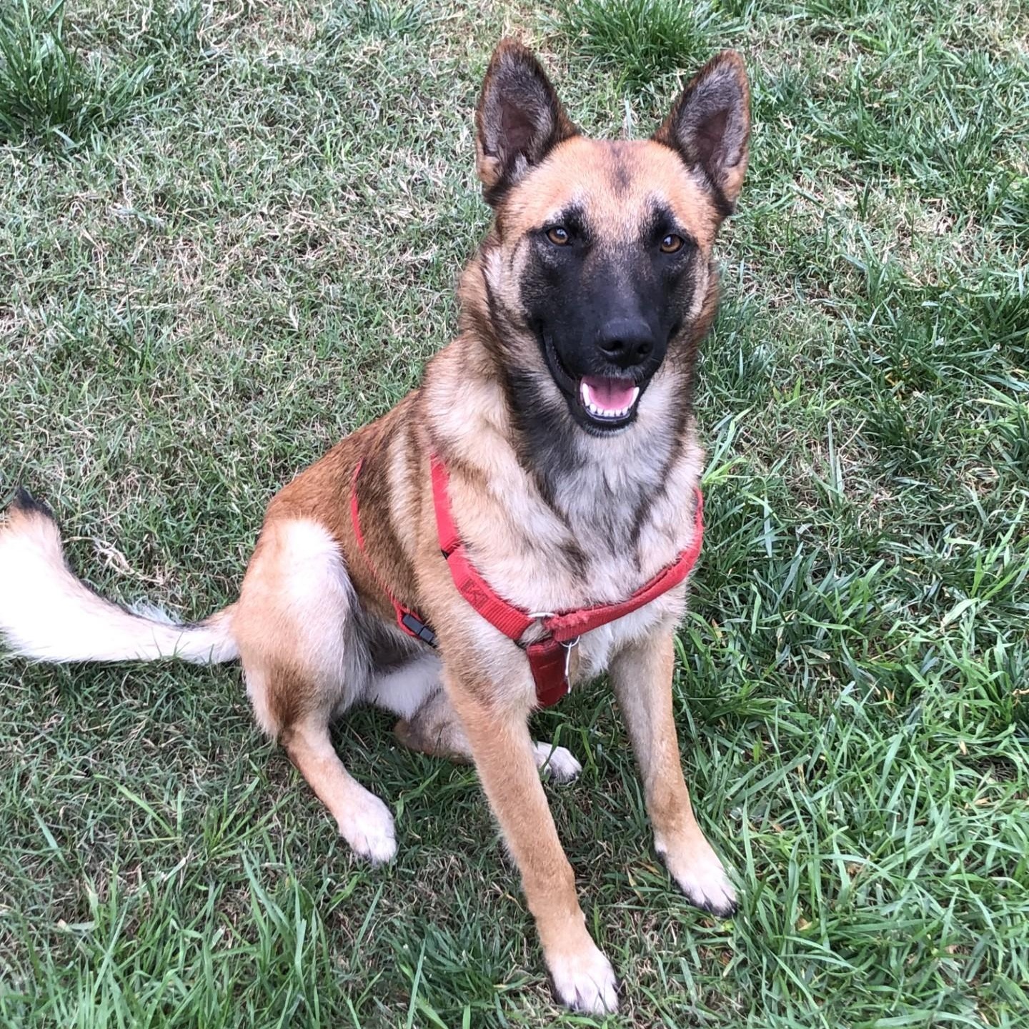 Rosie, adoptable, Young Female German Shepherd Dog & Belgian Shepherd / Malinois.