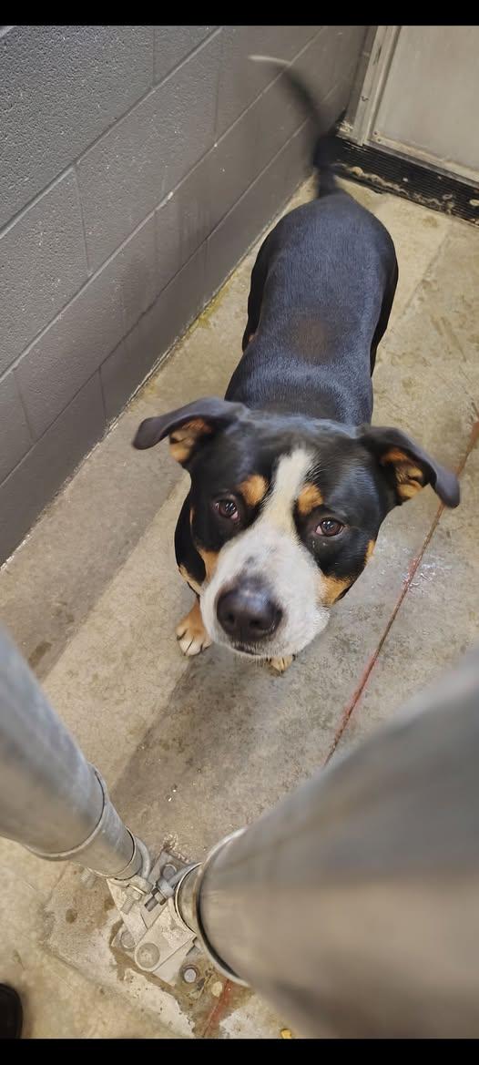 Enlarge Flynn, a ADOPTABLE mixed breed in Taylorsville, KY image 1/1