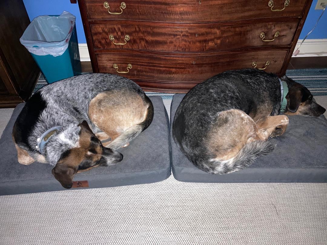 Roxie (Courtesy Listing), a Adoptable mixed breed in Little Rock, AR image 1/5